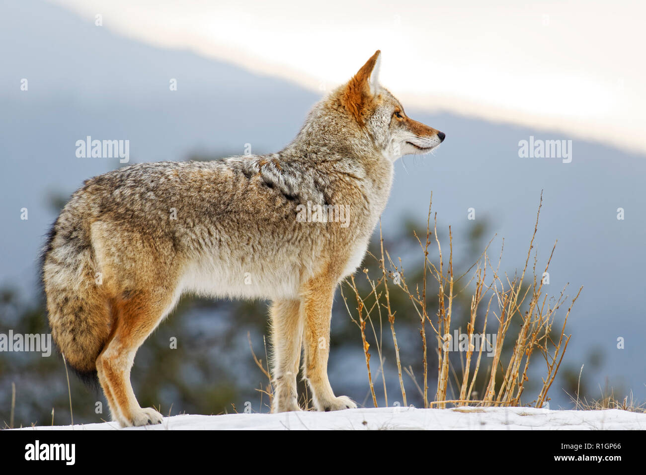 42,757.09750 close up of a Coyote standing broadside right & looking forward on a snowy hilltop, conifer tree and hazy mountain background Stock Photo
