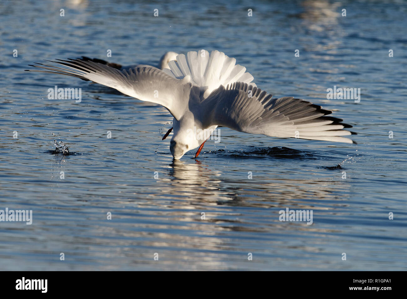 Black-headed Gull - Larus ridibundus Diving into water Stock Photo