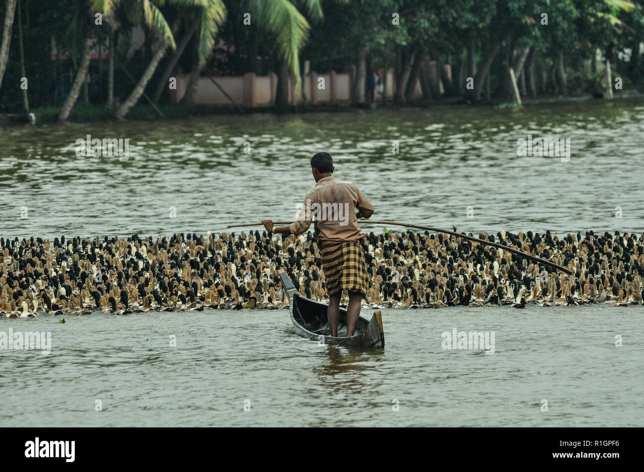Big group of ducks are spurred across the water by a shepherd standing in a boat in the picturesque backwaters, Kerala, South India. Stock Photo