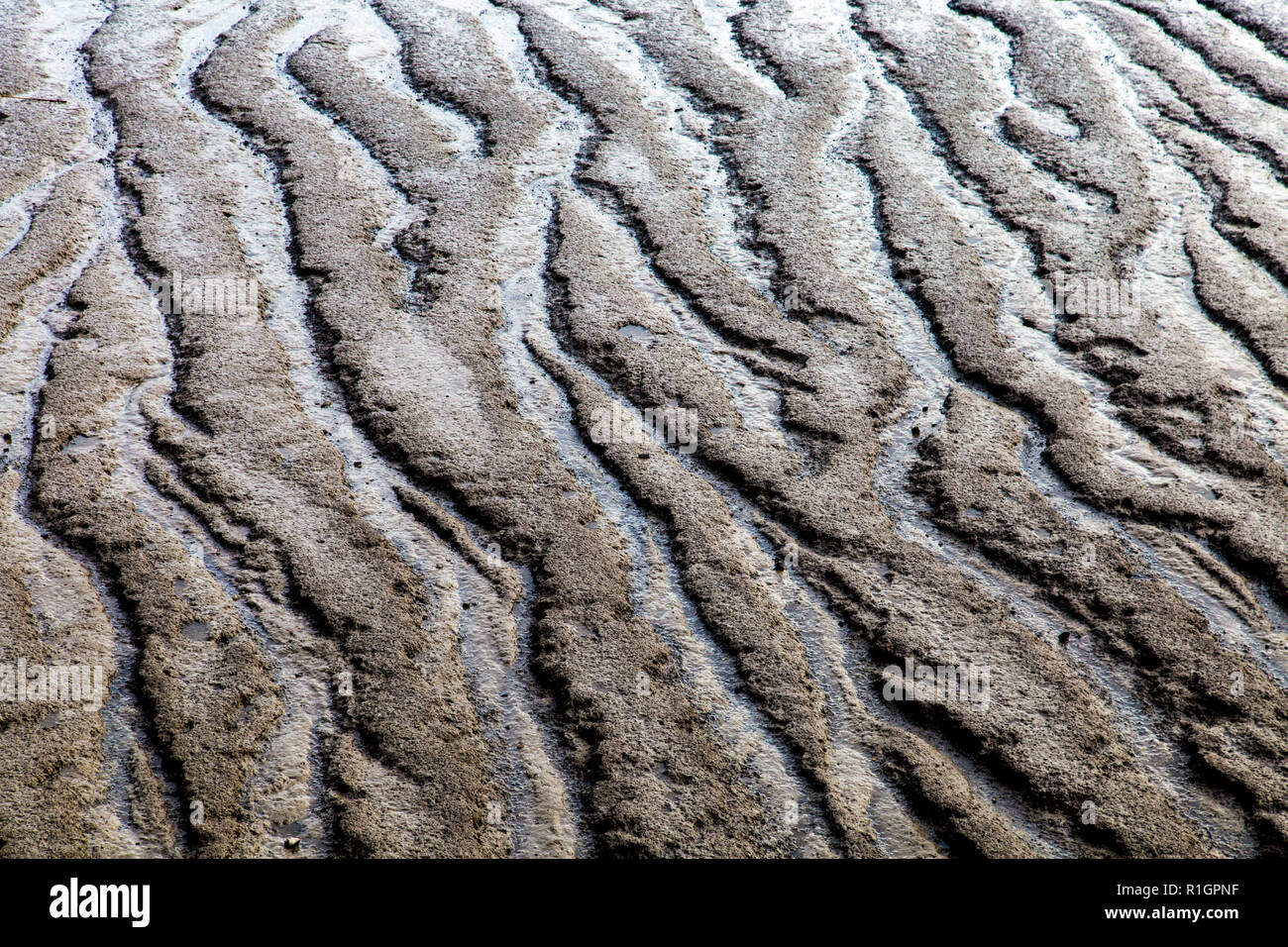 Ripple texture in the mud of a river shore at low tide, Thames River, London, UK Stock Photo