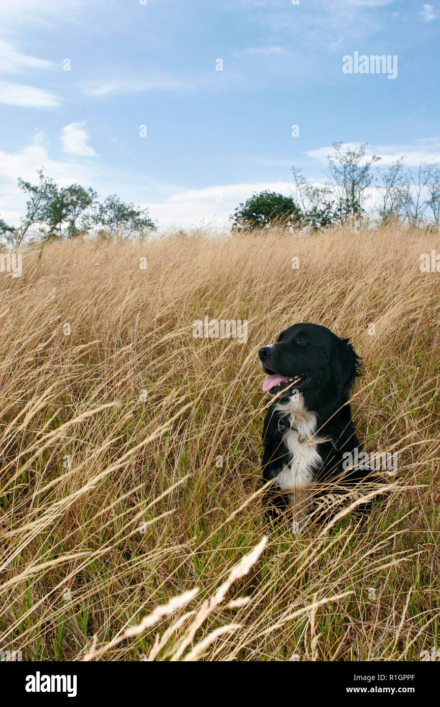 Black and white dog sits joyfully in a meadow with dry high grass Stock Photo