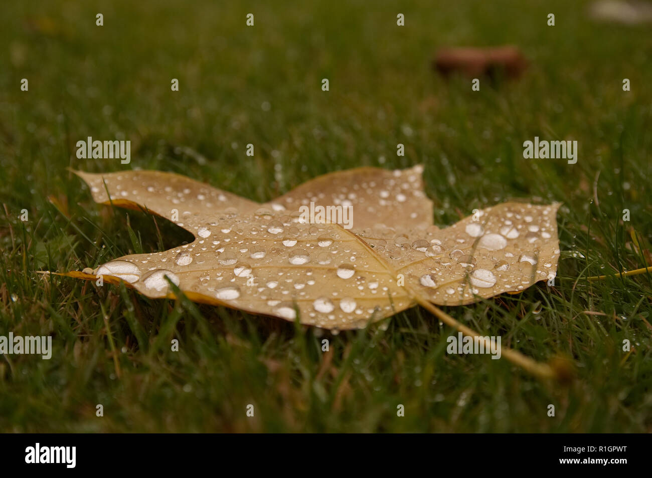 Raindrops on a colourful autumn (fall) leaf lying on green grass Stock Photo