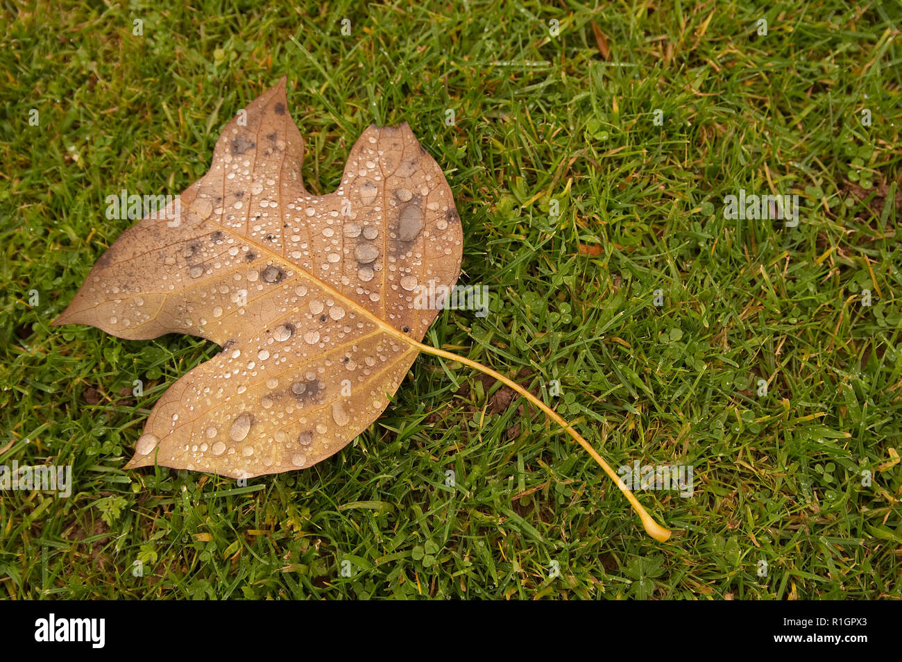 Raindrops on a colourful autumn (fall) leaf lying on green grass Stock Photo