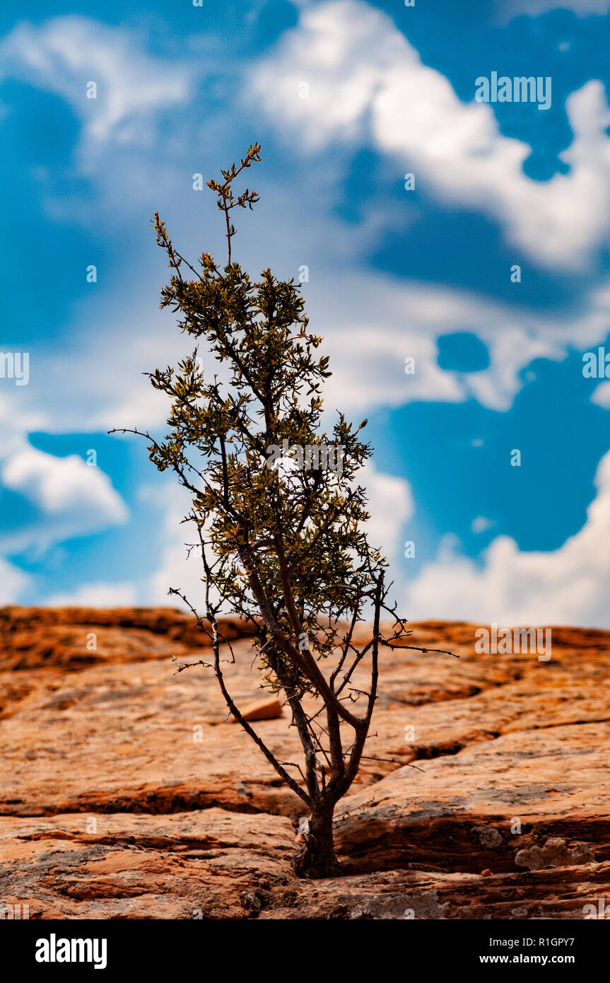 Tuba city arizona hires stock photography and images Alamy