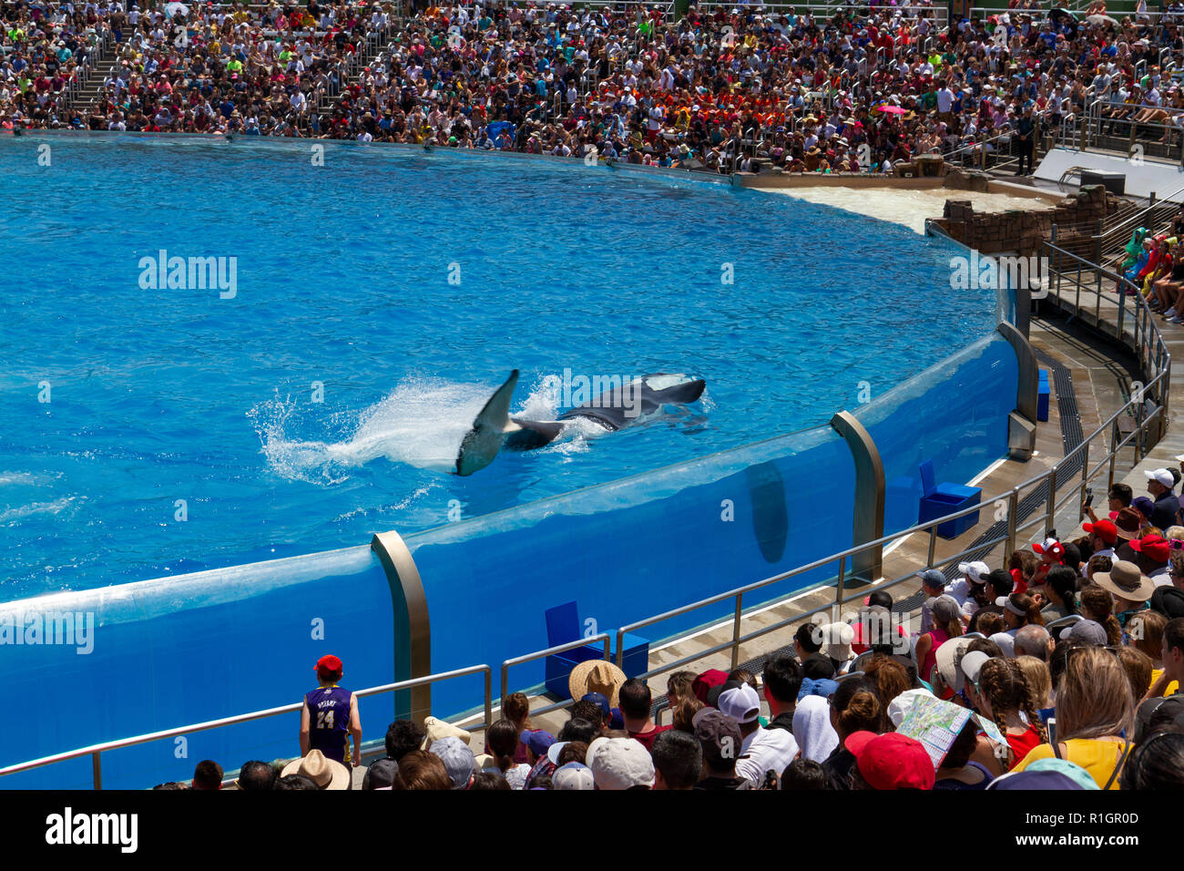 Killer whale seaworld hires stock photography and images Alamy
