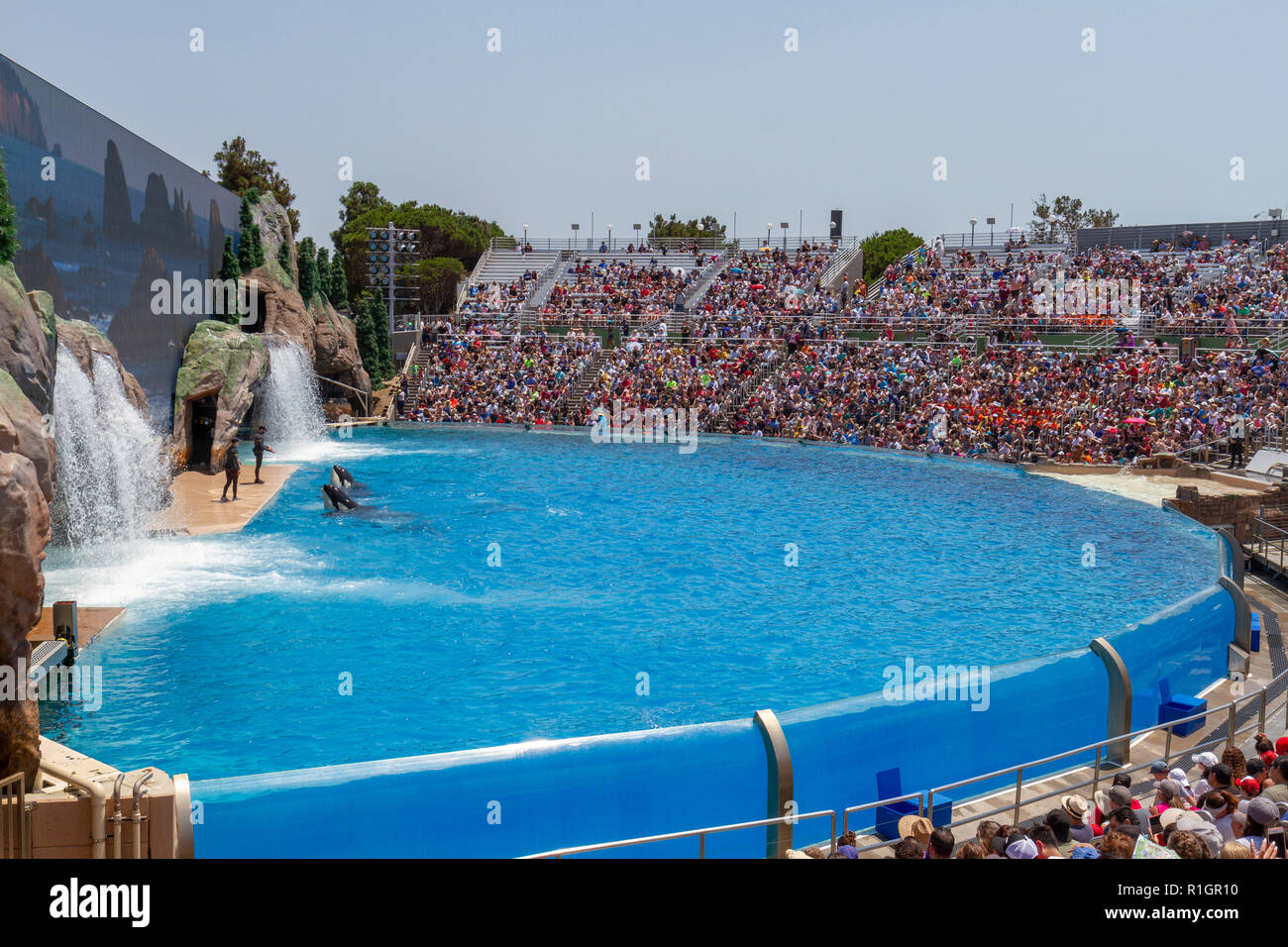 The “Orca Encounter” show at SeaWorld San Diego, California, United States. Stock Photo