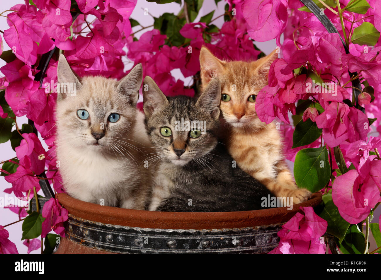 3 kittens, 3 month old, seal tabby point, black tabby and red tabby, sitting in a flower pot with flowering bougainvillea Stock Photo