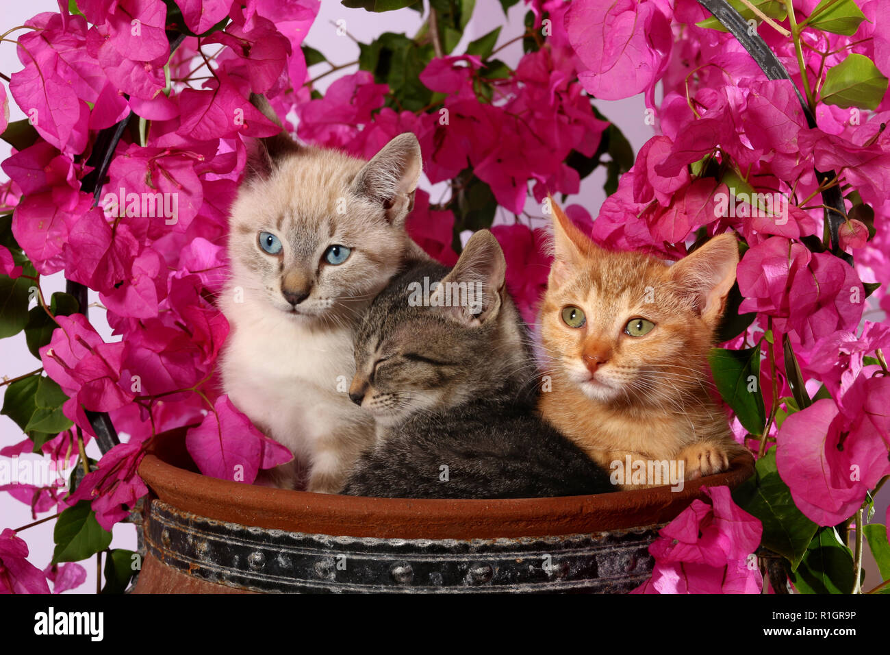 3 kittens, 3 month old, seal tabby point, black tabby and red tabby, sitting in a flower pot with flowering bougainvillea Stock Photo