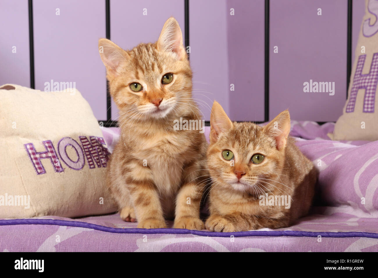 two ginger kittens, 12 weeks old, lying between pillows Stock Photo