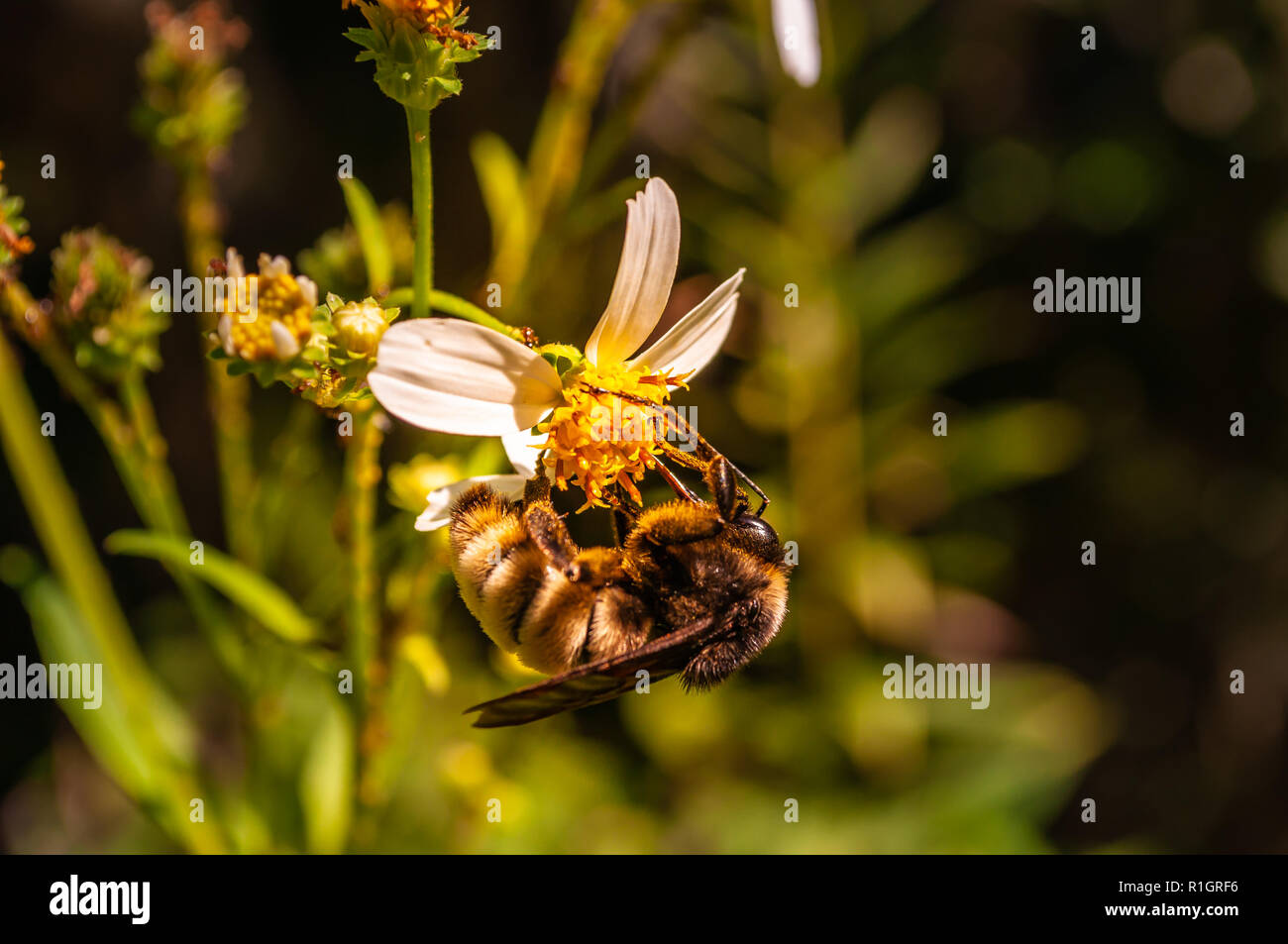 Bee on a flower Stock Photo