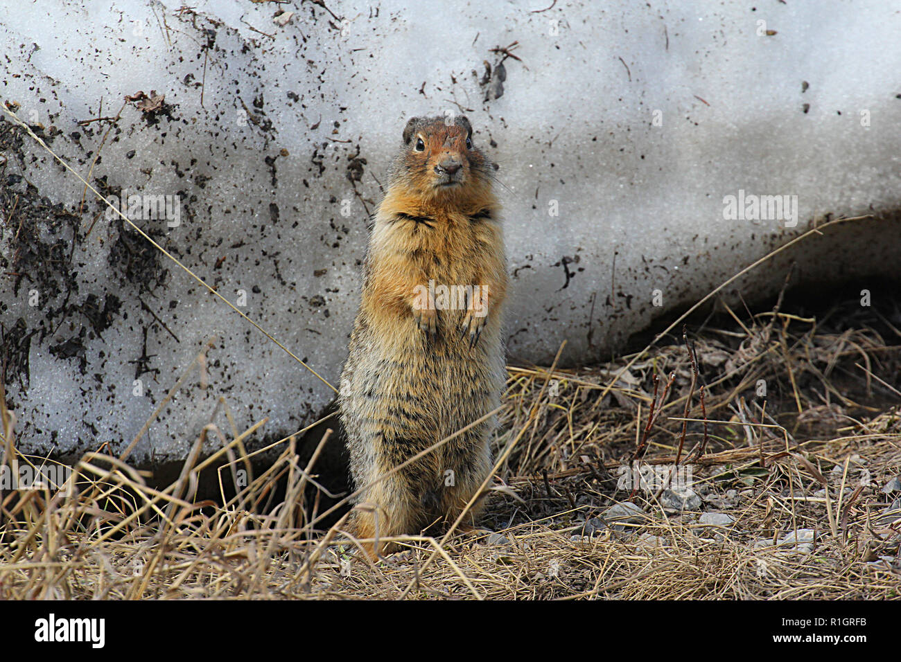Richardson ground squirrel hi-res stock photography and images - Alamy