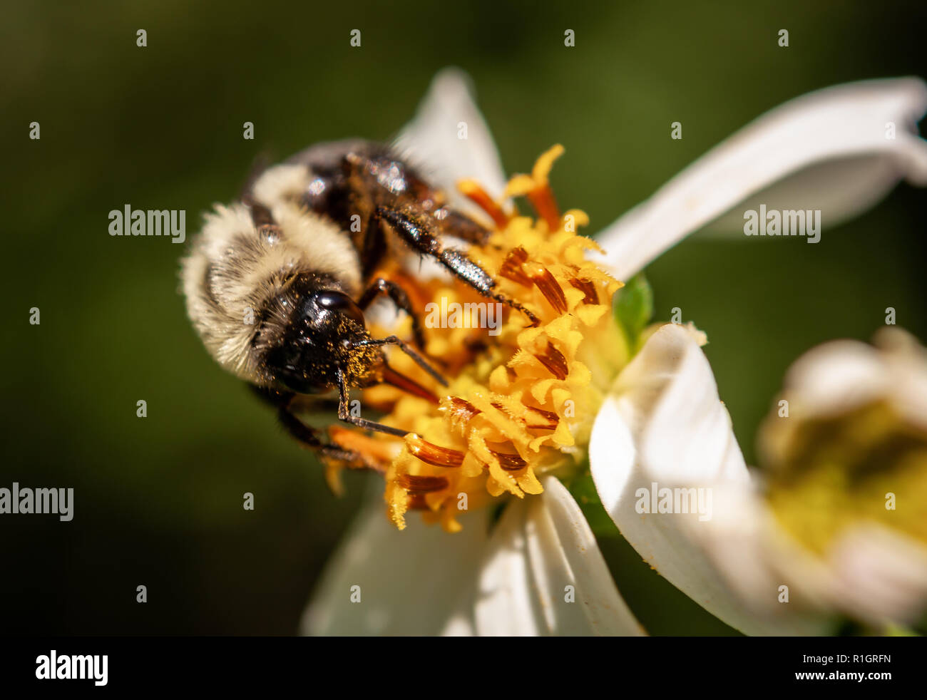 Bee on a flower Stock Photo