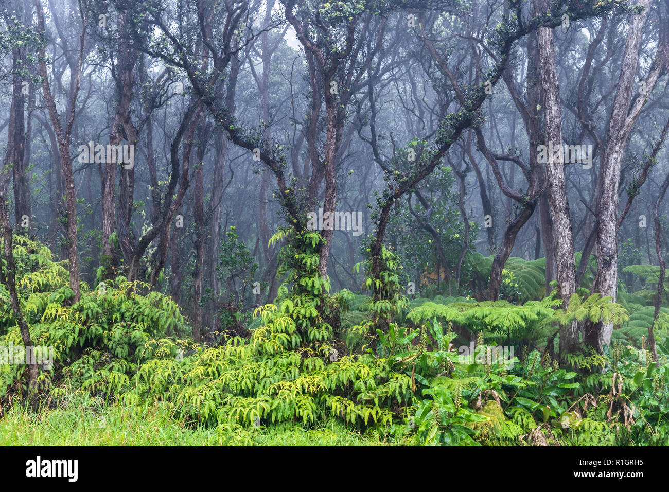 Tropical rainforest on Hawaii's Big Island. Lush green vegetation on