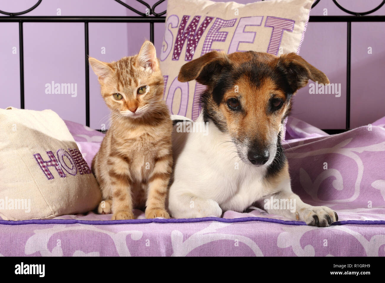 Do Jack Russell Get Along With Cats
