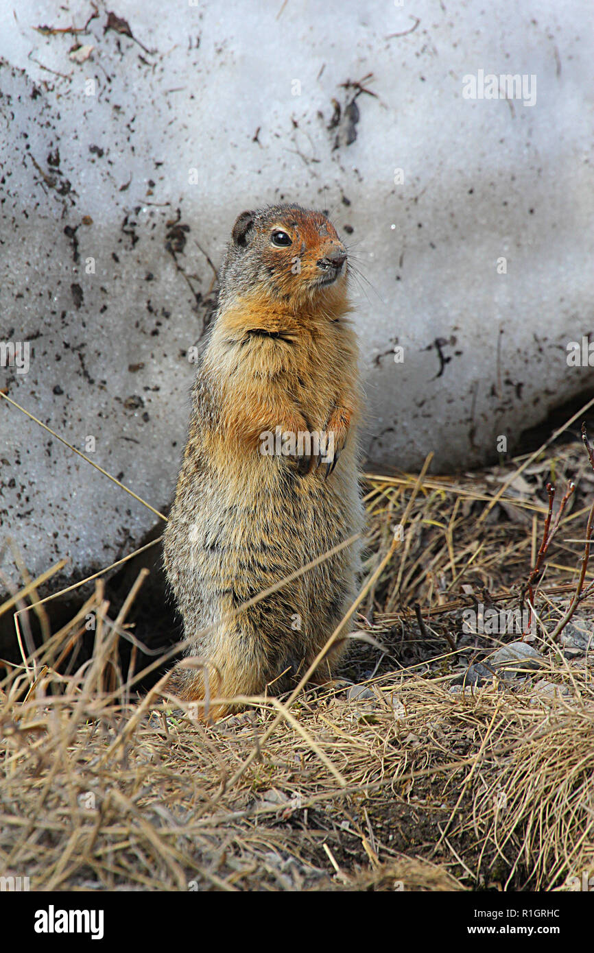 Richardson ground squirrel hi-res stock photography and images - Alamy