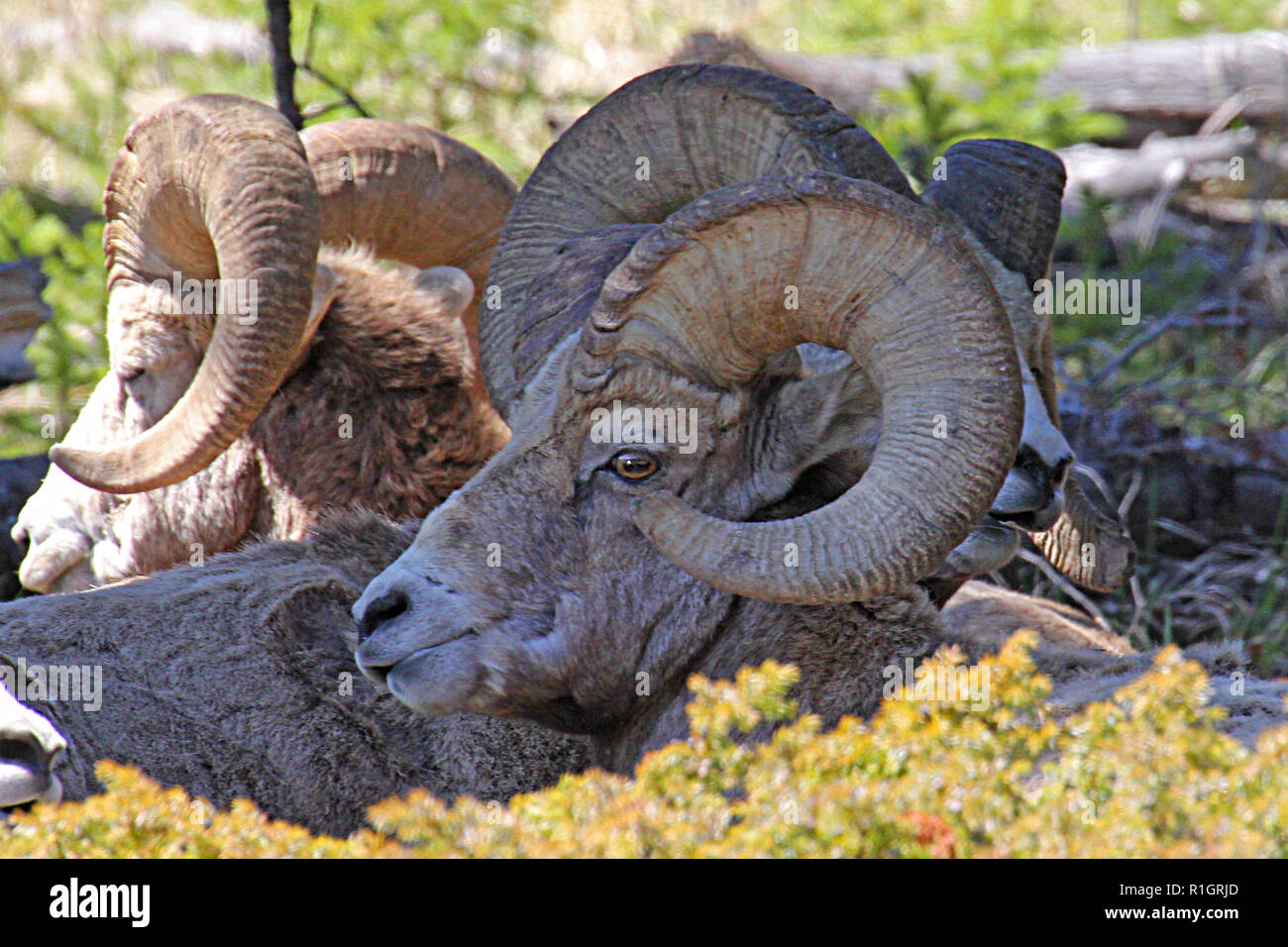 Big Horn Sheep in the Canadian Rockies in Banff National Park, Alberta, Canada Stock Photo