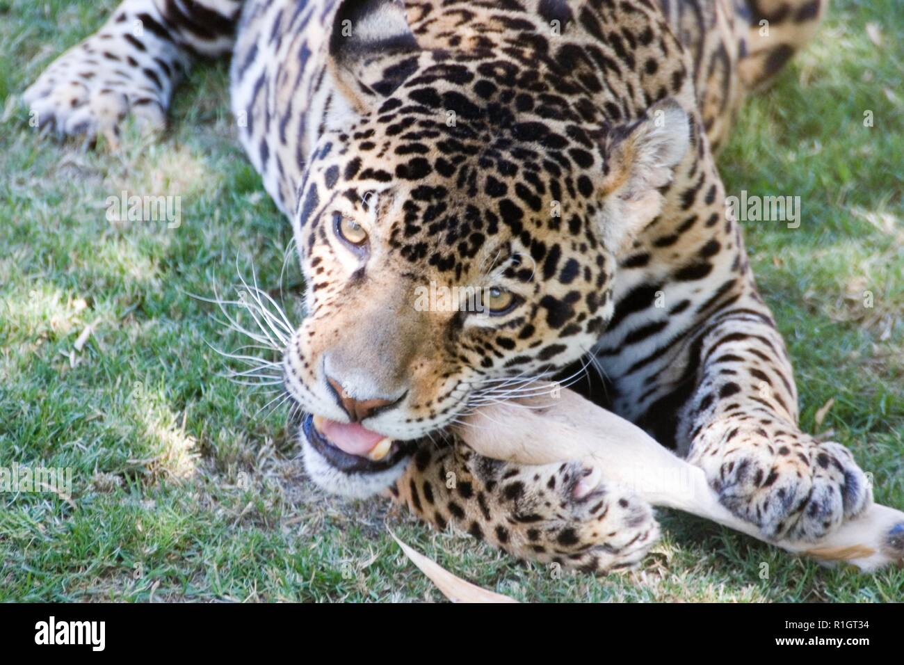 Jaguar, eating, Panthera onca Stock Photo Alamy
