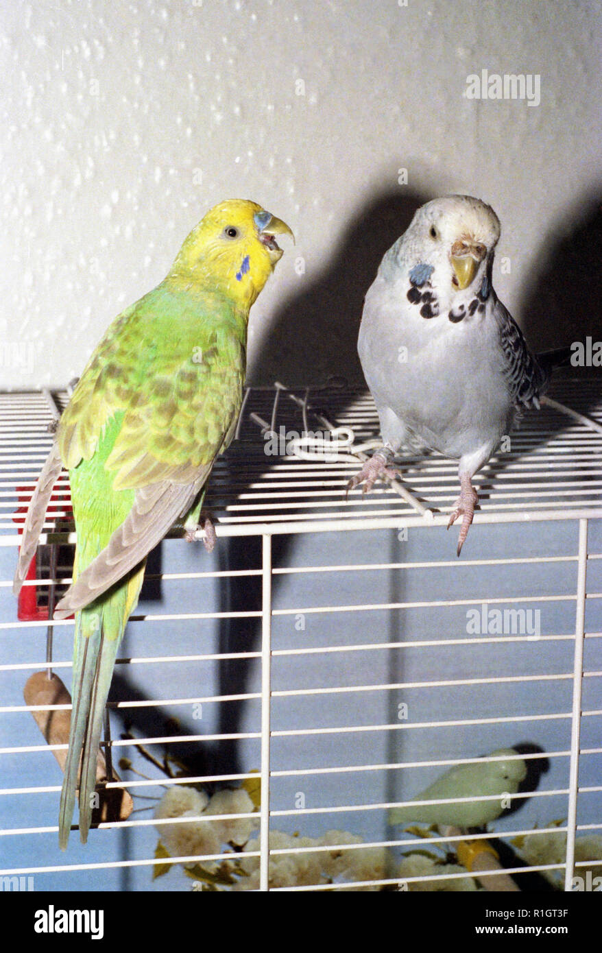 Two budgies in one cheap cage