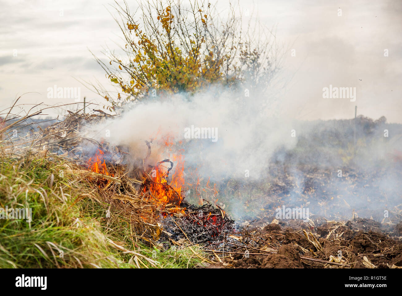 Burning leaves, fire while cleaning the garden. Autumn chores on the