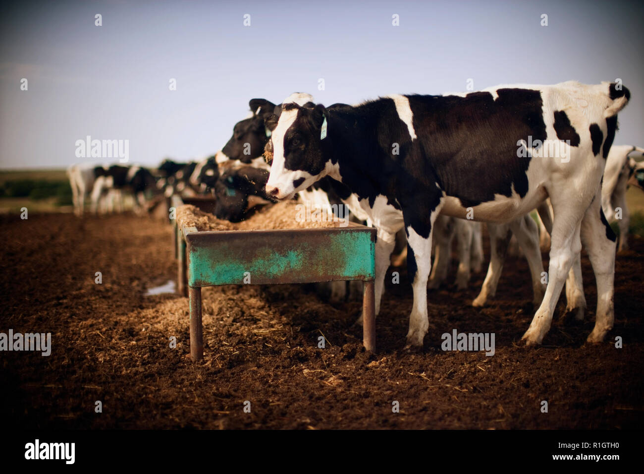 Side view of cows feeding from large trays Stock Photo Alamy
