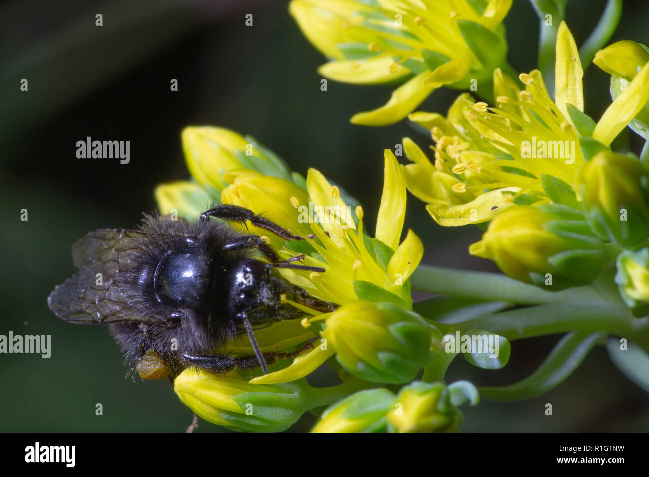 Red Tailed bumble bee (Bombus lapidarius) busy collecting pollen/nectar from a yellow Tutsan(Hypericum androsaemum) flower. Greater Manchester, UK, 20 Stock Photo