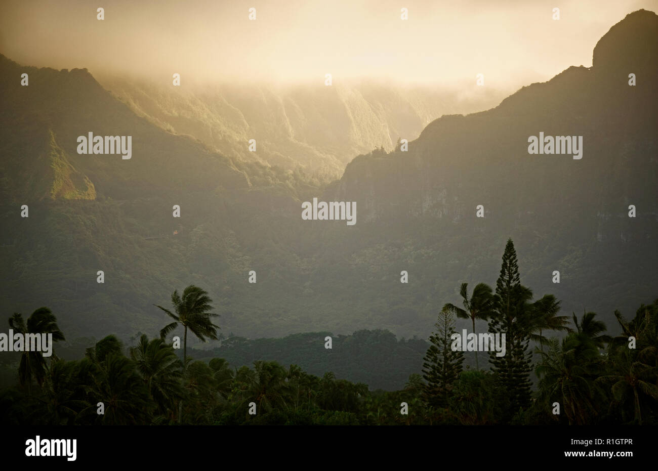 Trees blowing in wind daytime hi-res stock photography and images - Alamy