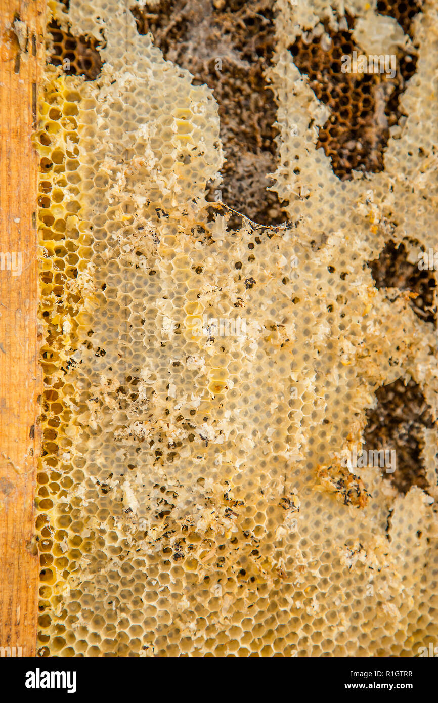 Wax moth hires stock photography and images Alamy