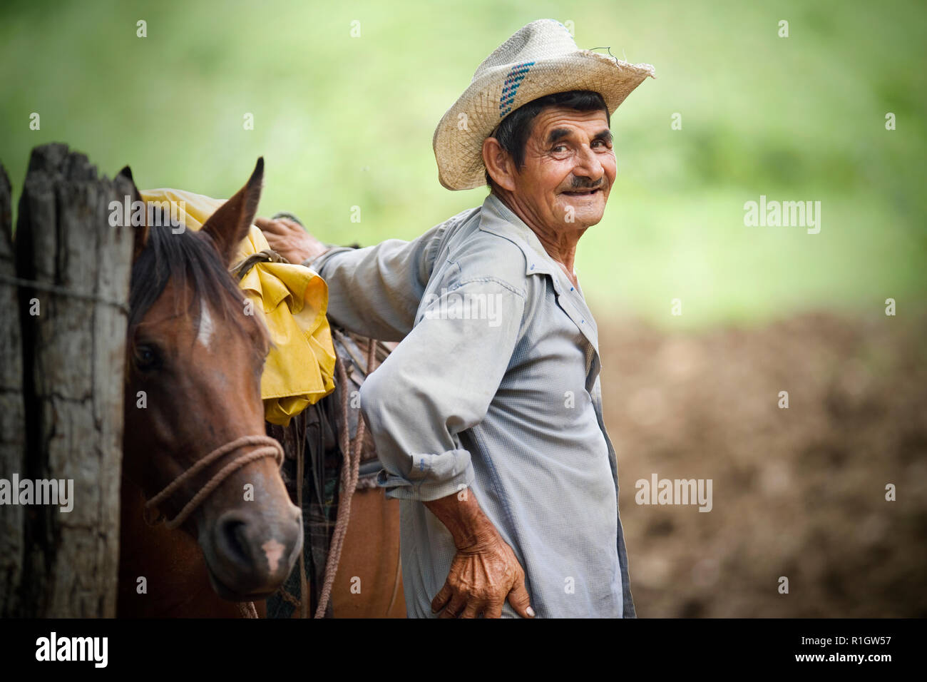 View of a senior man near a horse. Stock Photo