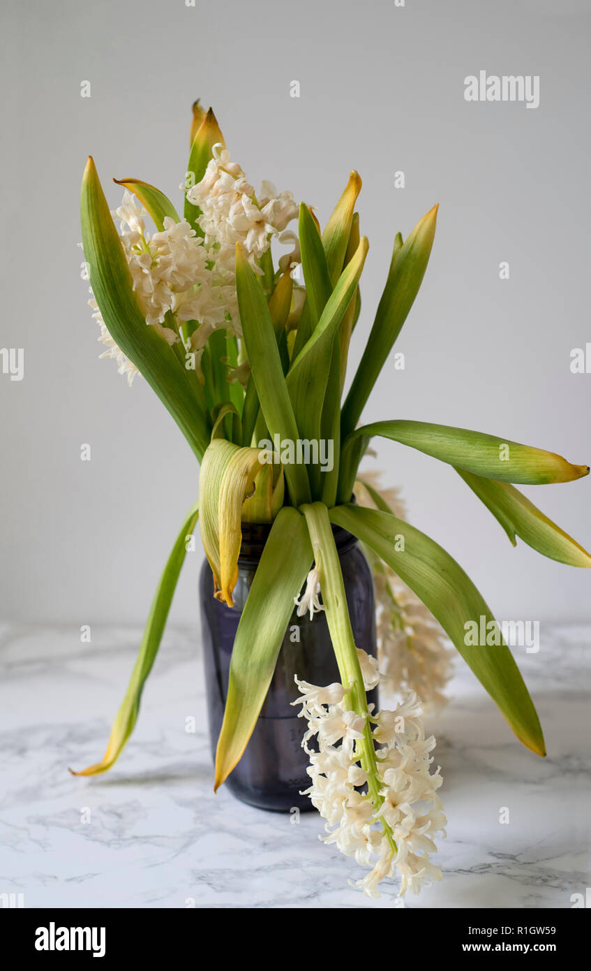 Sagging Hyacinth Floral Bouquet in a Glass Jar on a Marble Counter with a Light Background Stock Photo