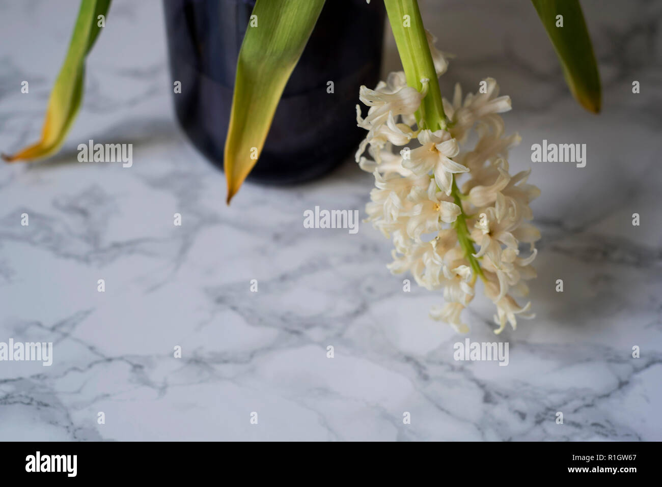 Up Close with one stem of wilting hyacinth flowers and browning leaves in a blue glass jar on a marble surface Stock Photo