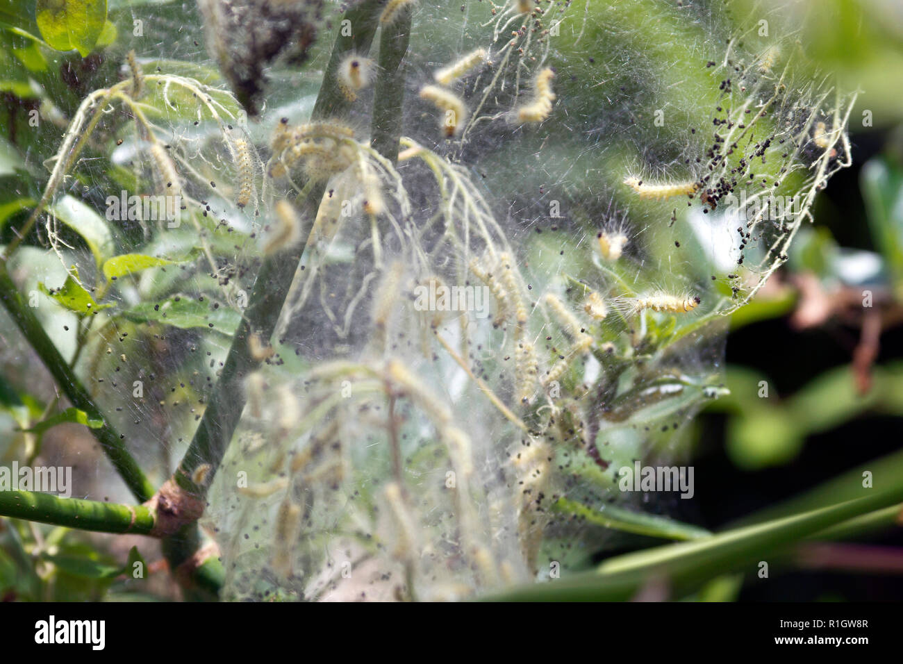 Webworm larva of the Ailanthus Webworm Moth feeding and growing