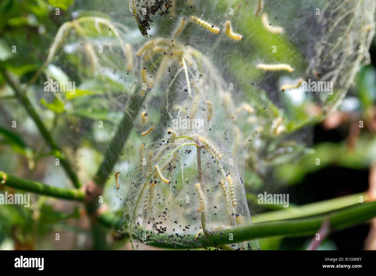 Silky web teeming with hungry webworm larva before as they grow to ultmately become Ailanthus Webworm Moths Stock Photo