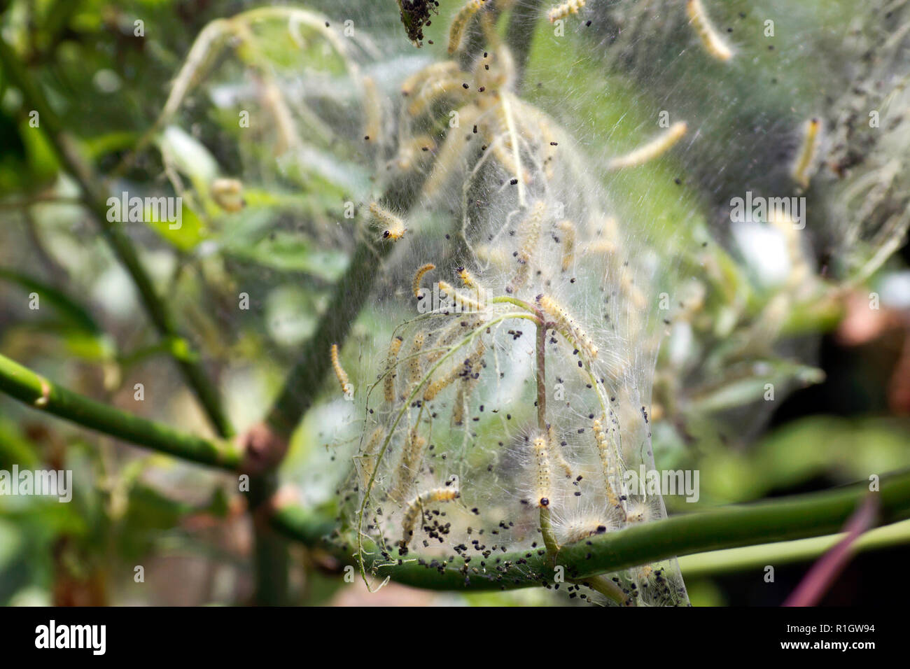 Silky web teeming with hungry webworm larva before as they grow to ultmately become Ailanthus Webworm Moths Stock Photo