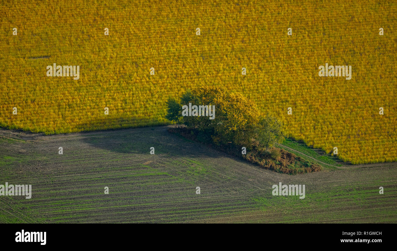 Aerial view, bush hedge in a field near Bottrp, yellow field, meadow, field, agriculture, own, Bottrop, Ruhr area, North Rhine-Westphalia, Germany, DE Stock Photo