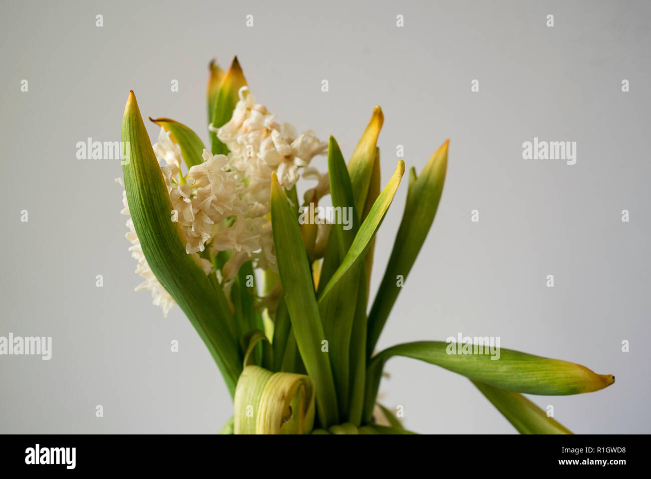 Limp Floral Bouquet Wilting on a Light Background Stock Photo
