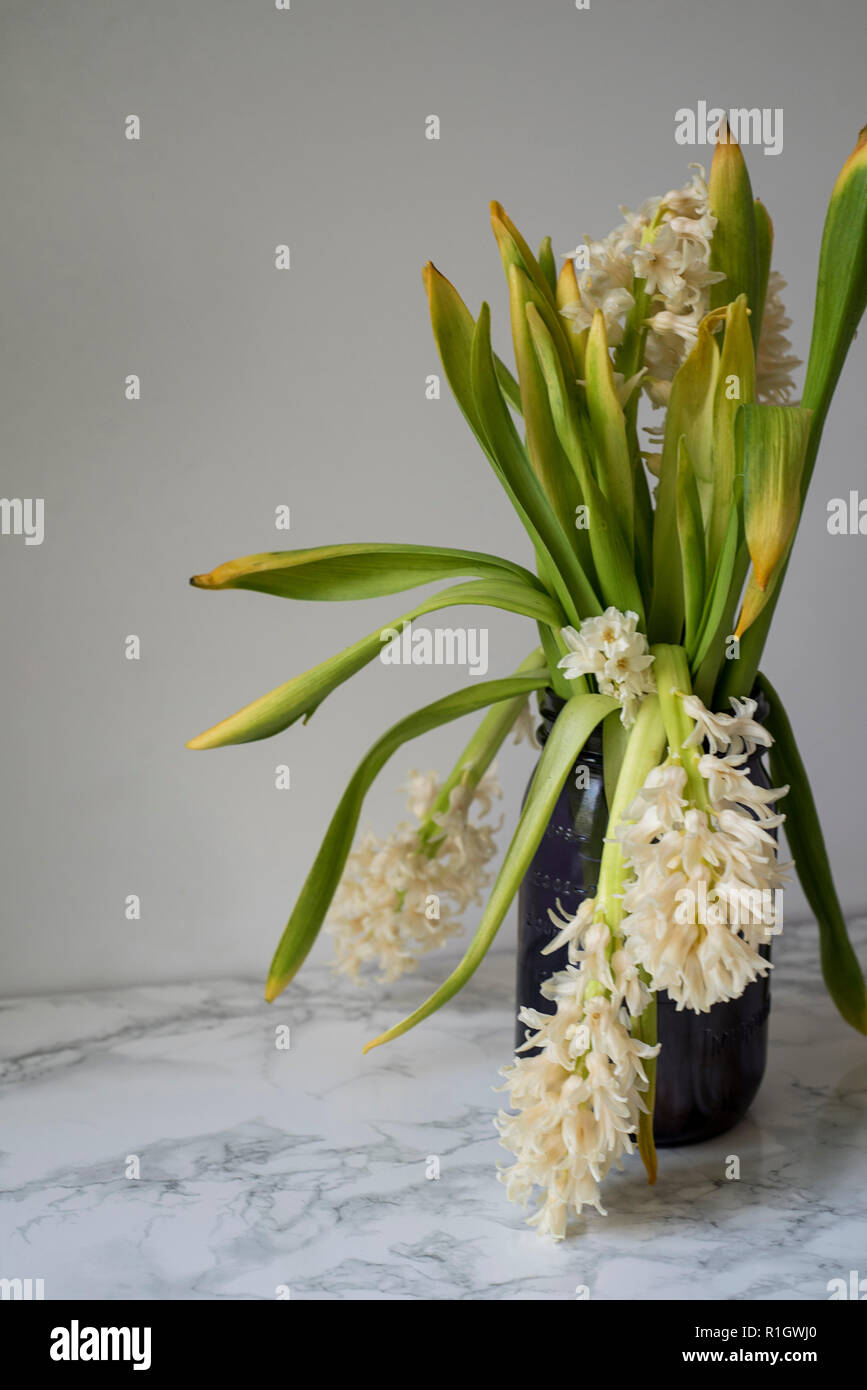 White Hyacinths Falling Over and Wilting in a Vase on a Marble Counter in front of a Light Background Stock Photo