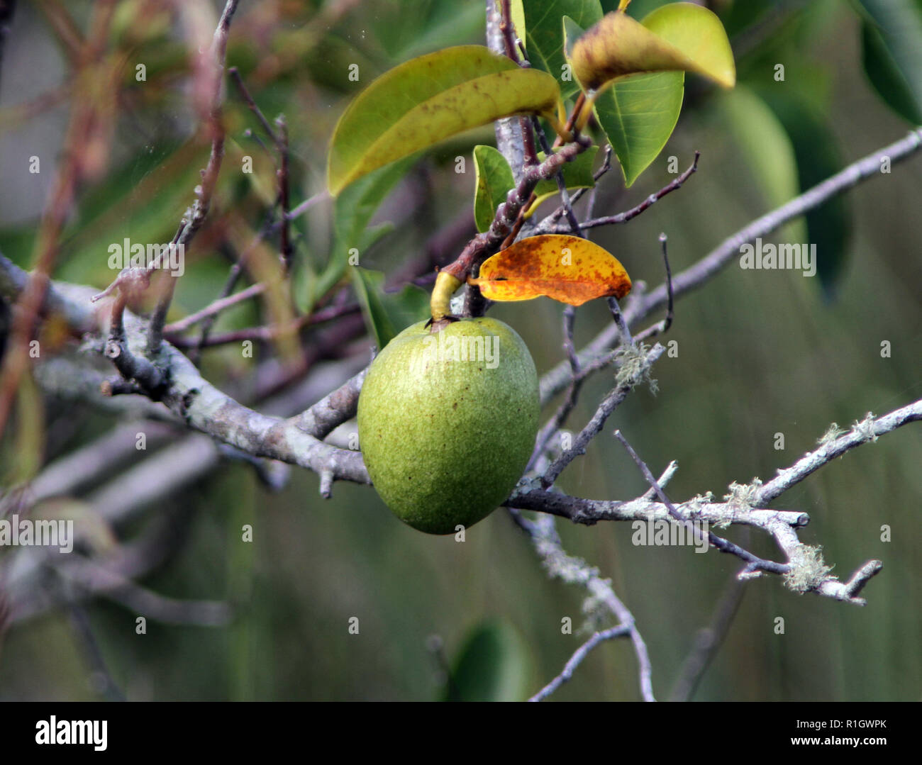 Pond apple hires stock photography and images Alamy