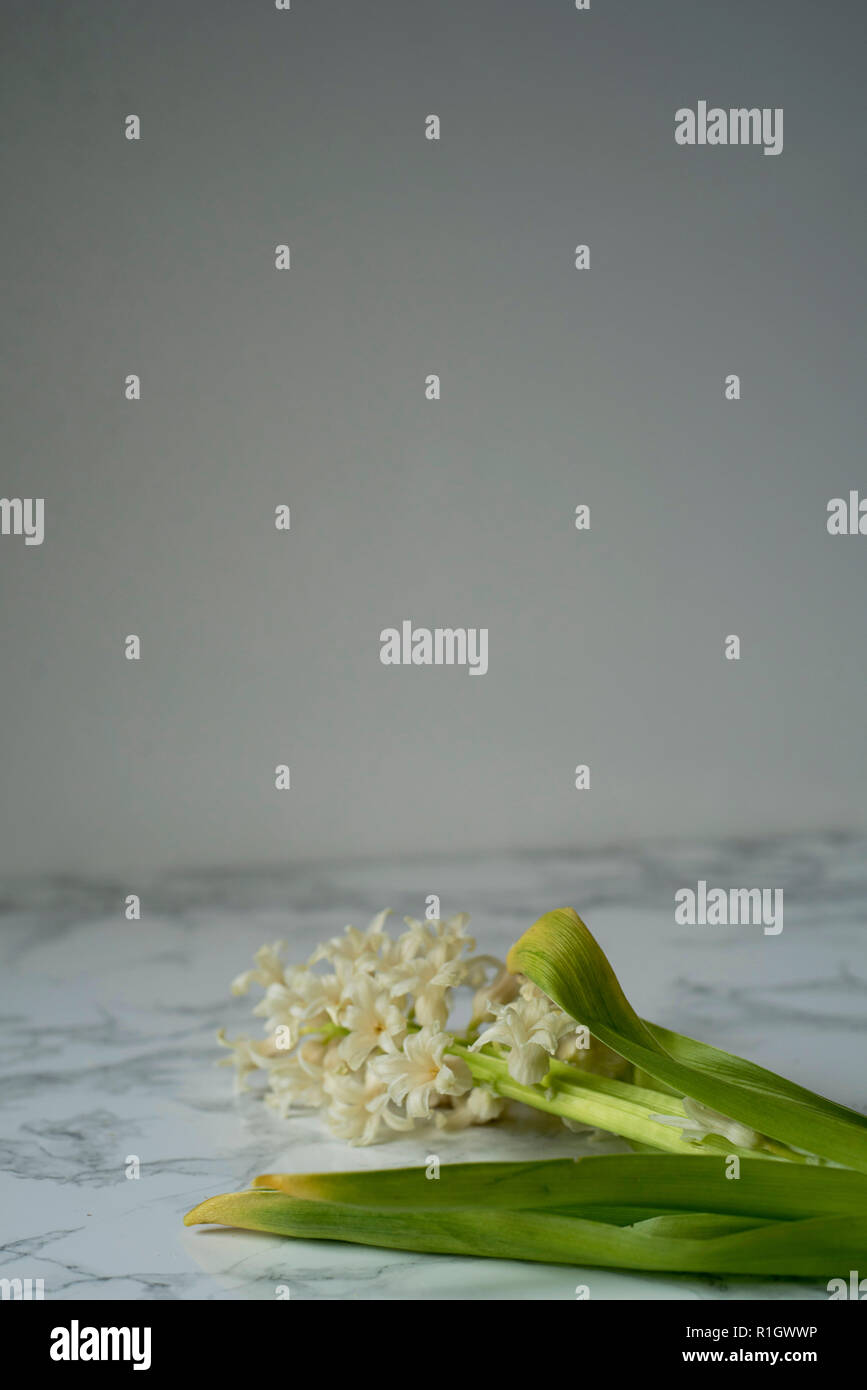 Somber Yellowing Hyacinth Flowers Laid Down on Marble Stock Photo