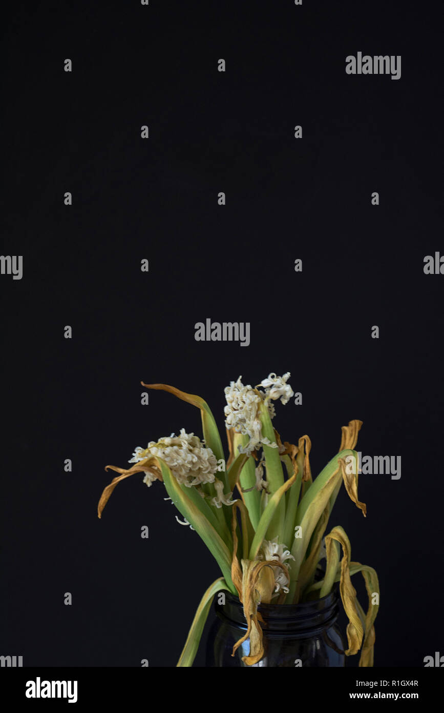 Shriveled Flower Bouquet Perishing on a Dark Background Stock Photo