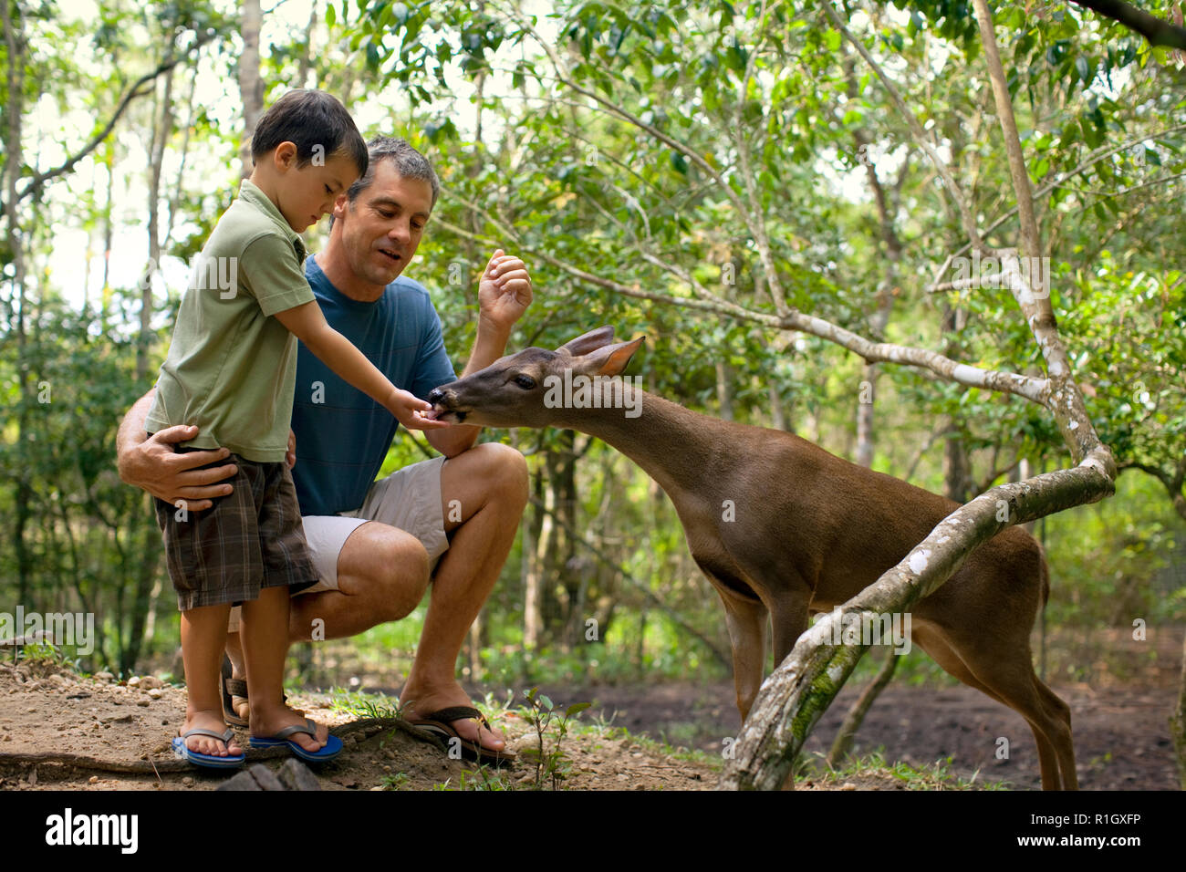 Father and young son feeding a deer in the wild. Stock Photo