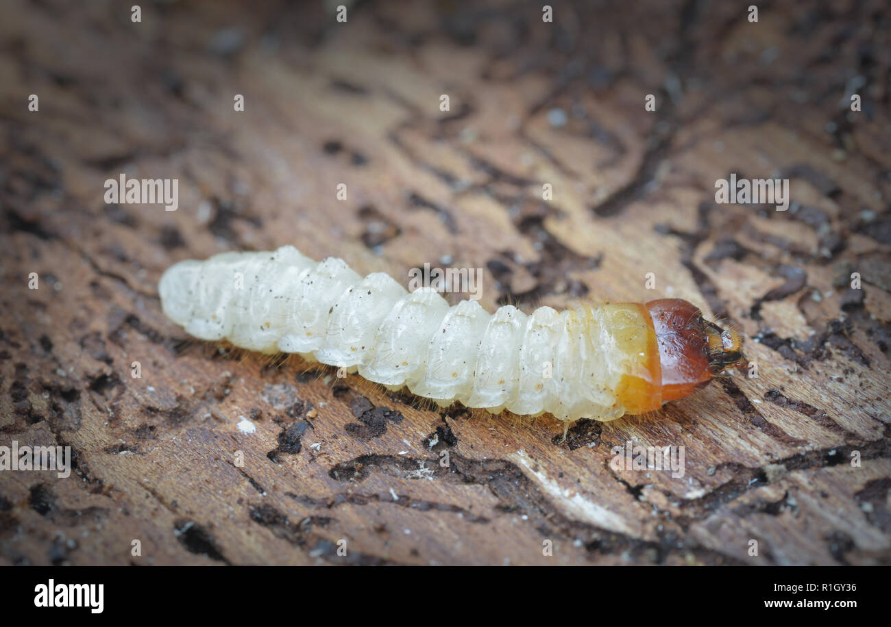 Bark beetle larva Stock Photo - Alamy