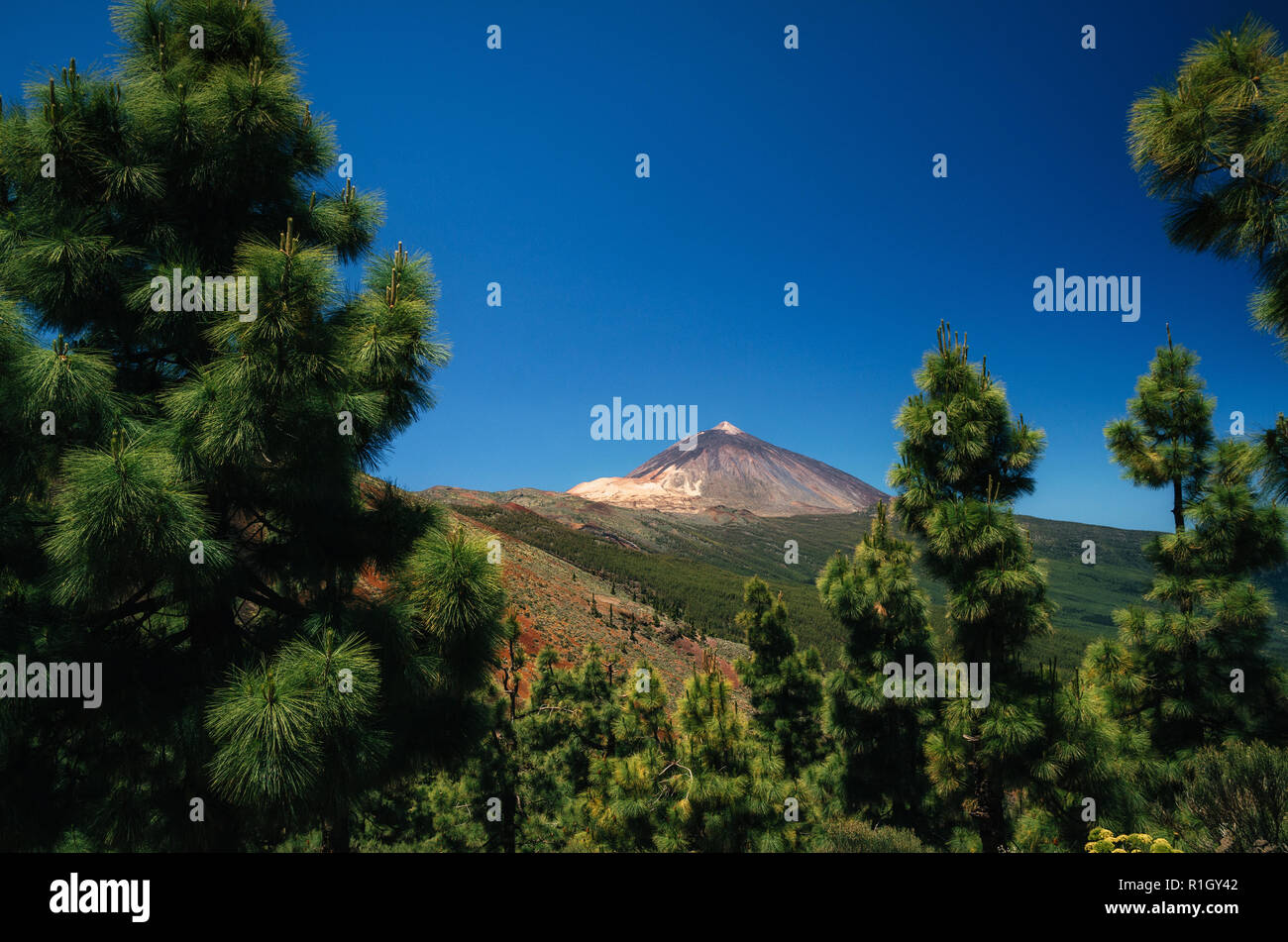 View of Teide volcano through rare thickets of coniferous trees, Tenerife, Spain. Stock Photo