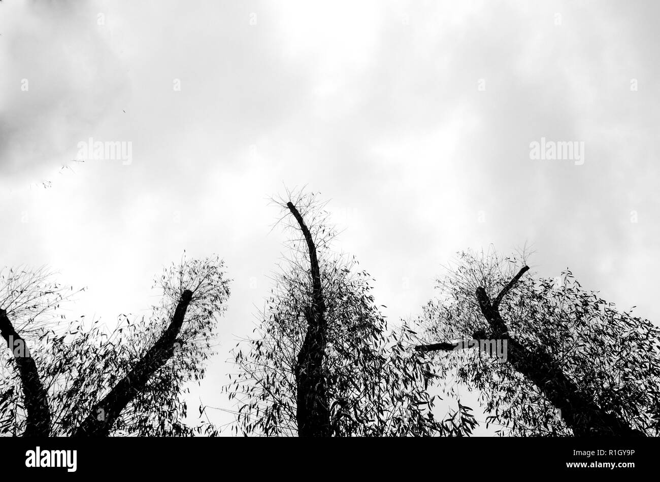 Black silhouettes leaves trees hi-res stock photography and images - Alamy