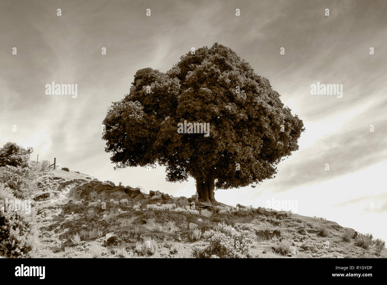 Under the Old Oak Tree Stock Photo - Alamy