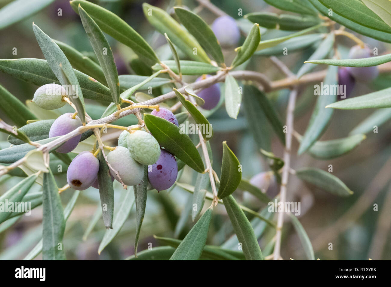 Close up of olives growing on olive trees in a grove in the Valley of