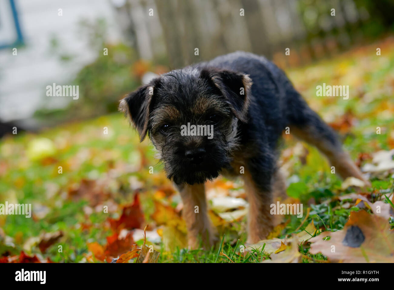 Blue And Tan Border Terrier Puppy Enjoying The Home Garden Stock Photo Alamy