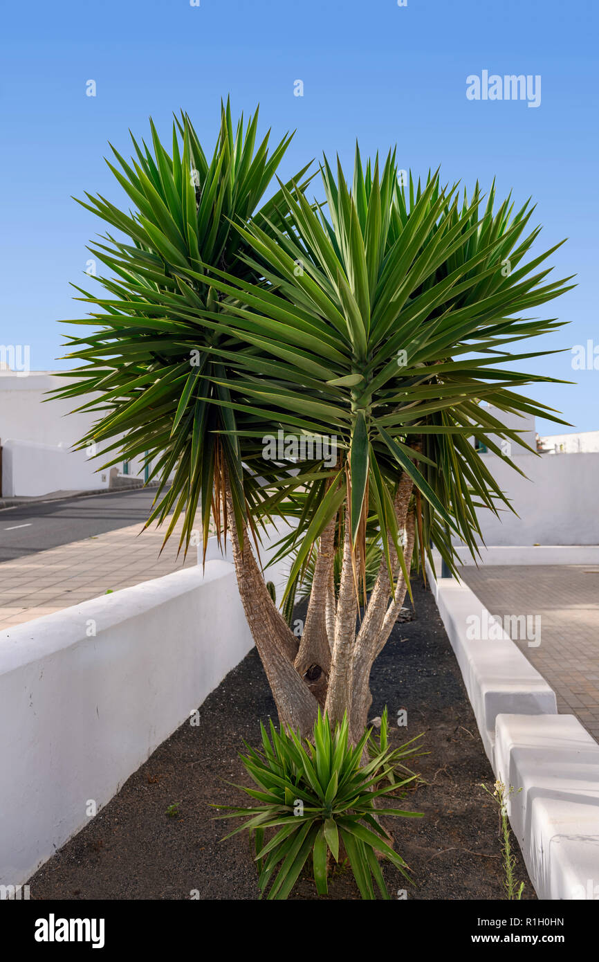 Multi stemmed yucca plant Yucca aloifolia Spanish dagger / bayonet Stock Photo