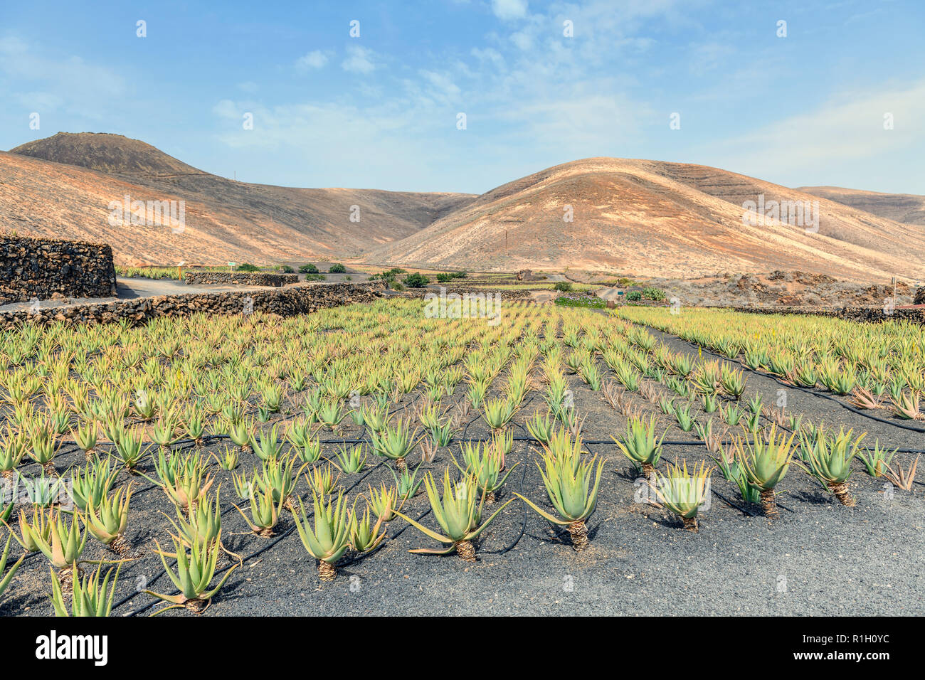 Aloe Vera plants on a plantation near Orzola Lanzarote Spain Stock Photo -  Alamy