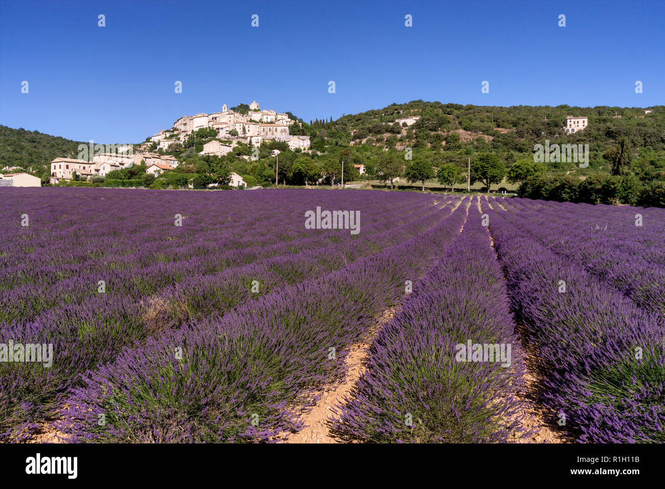 Lavender field , Village Simiane La Rotonde ,  Alpes-de-Haute-Provence, landscape,  Provence, France Stock Photo
