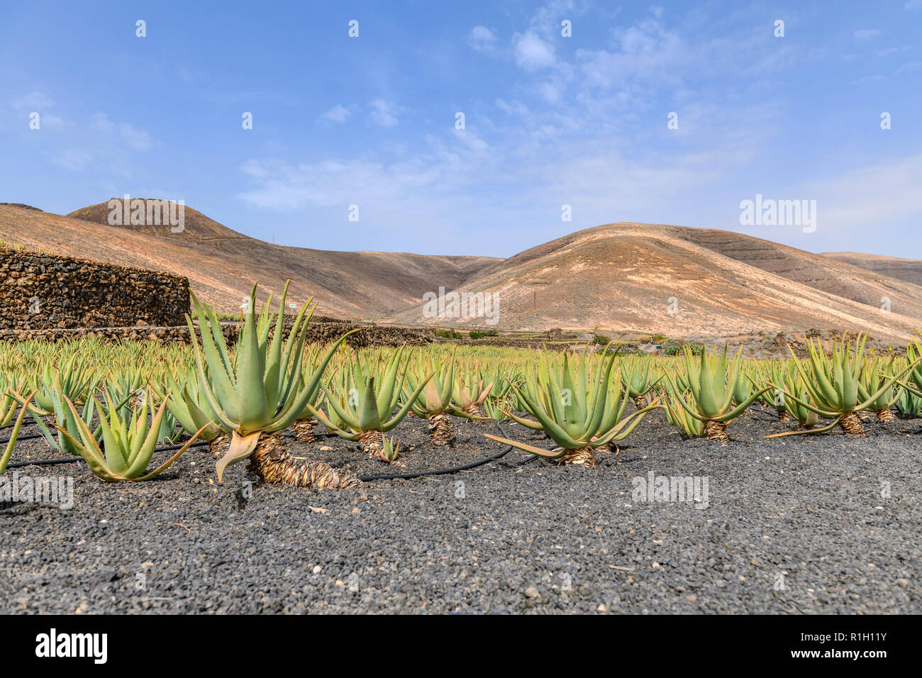 Aloe Vera Plantation at Orzola, near Haria, Lanzarote, Canary islands,  canaries, spain Stock Photo - Alamy